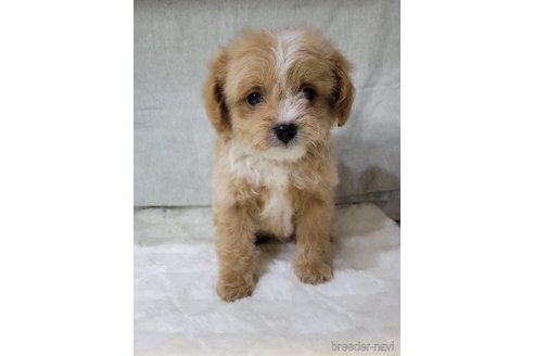 成約済の神奈川県のミックス犬-322009の7枚目