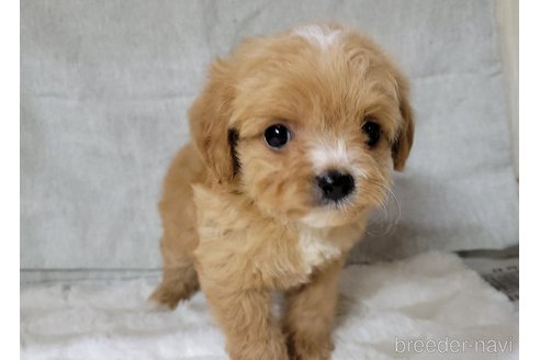 成約済の神奈川県のミックス犬-322011の8枚目