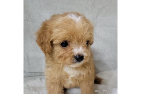 成約済の神奈川県のミックス犬-322011の9枚目