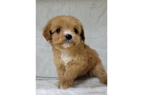 成約済の神奈川県のミックス犬-322011の10枚目