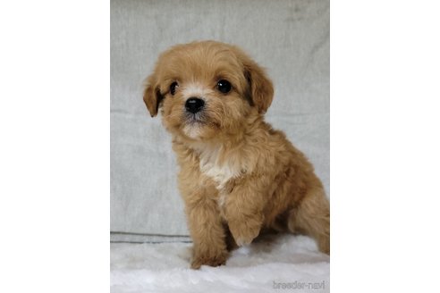 成約済の神奈川県のミックス犬-322011の11枚目