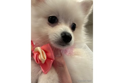 成約済の埼玉県のミックス犬-320307の2枚目