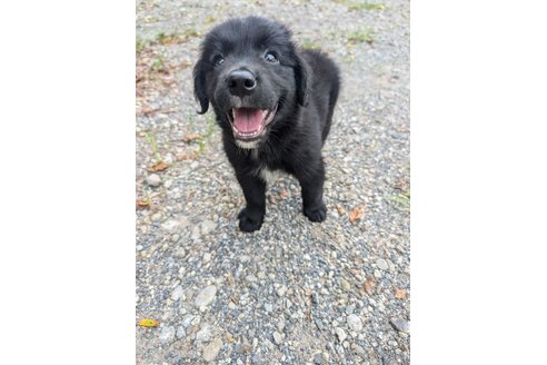 成約済の宮崎県のミックス犬-326424の6枚目