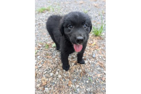 成約済の宮崎県のミックス犬-326424の2枚目