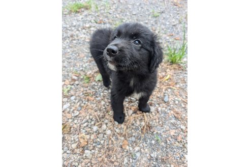 成約済の宮崎県のミックス犬-326424の3枚目