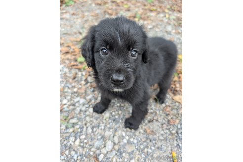 成約済の宮崎県のミックス犬-326425の10枚目