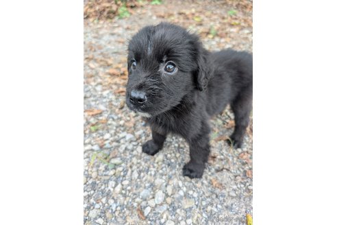 成約済の宮崎県のミックス犬-326425の6枚目
