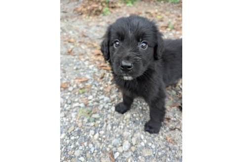 成約済の宮崎県のミックス犬-326425の7枚目