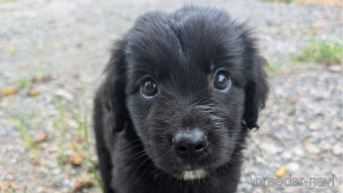 成約済の宮崎県のミックス犬-326425の5枚目