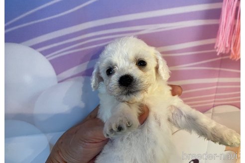成約済の北海道のビションフリーゼ-326432の3枚目