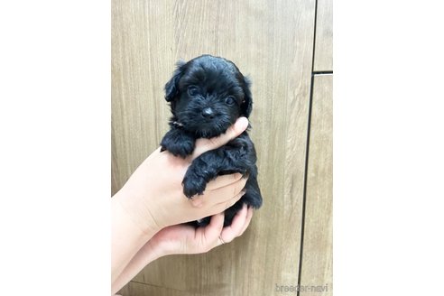 成約済の長崎県のチワプー:チワワ×トイプードル-323370
