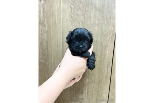 成約済の長崎県のチワプー:チワワ×トイプードル-323370の2枚目