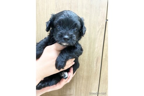 成約済の長崎県のチワプー:チワワ×トイプードル-323373の3枚目