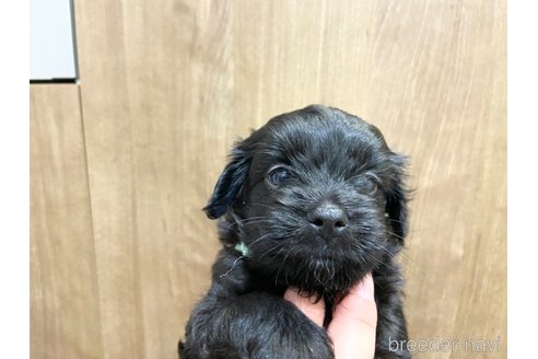 成約済の長崎県のチワプー:チワワ×トイプードル-323371の3枚目