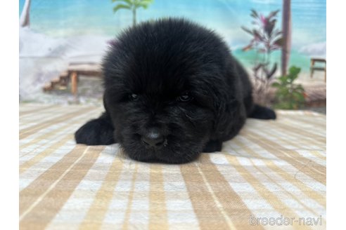 成約済の千葉県のニューファンドランド-326466の4枚目