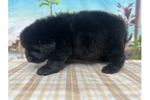 成約済の千葉県のニューファンドランド-326466の2枚目