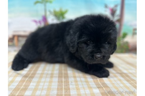 成約済の千葉県のニューファンドランド-326467の4枚目