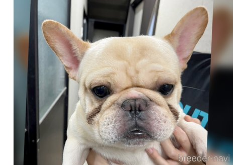 ドルチェくん1枚目