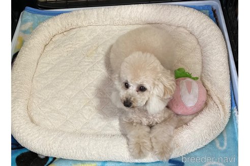 成約済の愛知県のタイニープードル-275337の28枚目