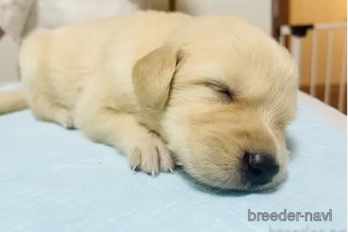 成約済の愛知県のゴールデンレトリーバー-326515の2枚目