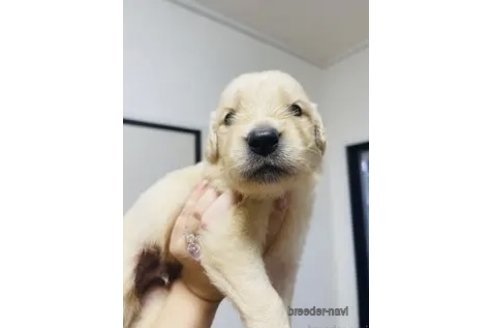成約済の愛知県のゴールデンレトリーバー-326515の1枚目