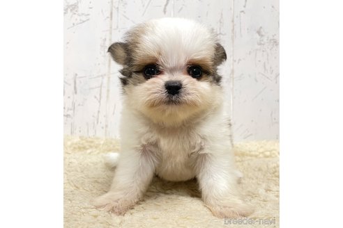 成約済の千葉県のミックス犬-326555の5枚目