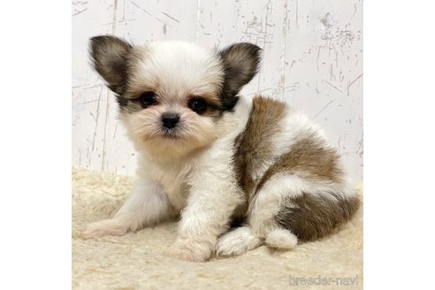 成約済の千葉県のミックス犬-326555の3枚目