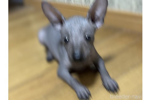 成約済の千葉県のチャイニーズクレステッドドッグ-318413の3枚目