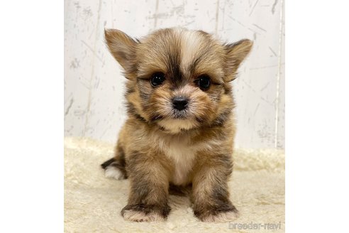 成約済の千葉県のミックス犬-326556の5枚目