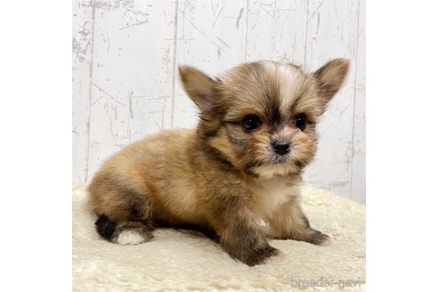 成約済の千葉県のミックス犬-326556の2枚目