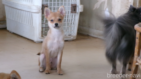 成約済の佐賀県のミックス犬-312576