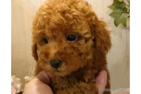 成約済の愛知県のティーカッププードル-323494の2枚目