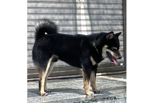 成約済の高知県の豆柴-266524の4枚目