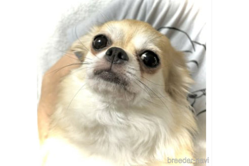 サクラ🌸ちゃん1枚目