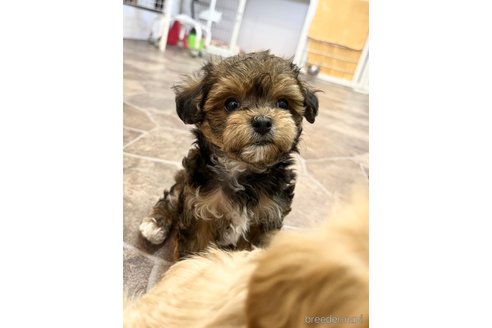 成約済の大阪府のミックス犬-326621の18枚目