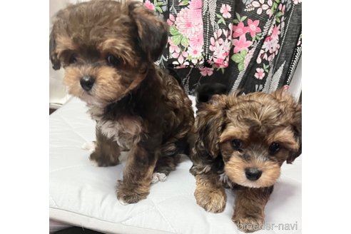成約済の大阪府のミックス犬-326621の23枚目