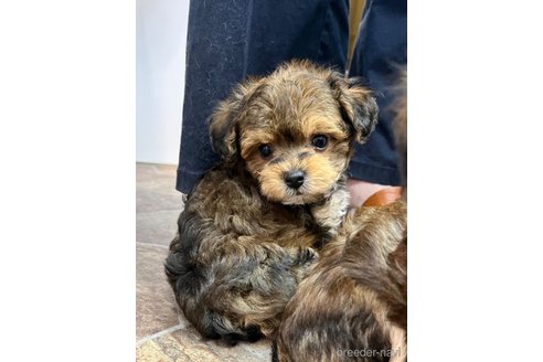 成約済の大阪府のミックス犬-326621の19枚目