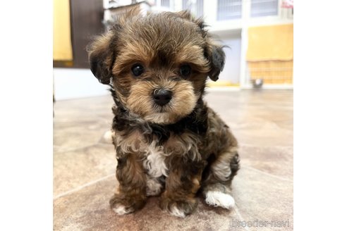 成約済の大阪府のミックス犬-326621の15枚目