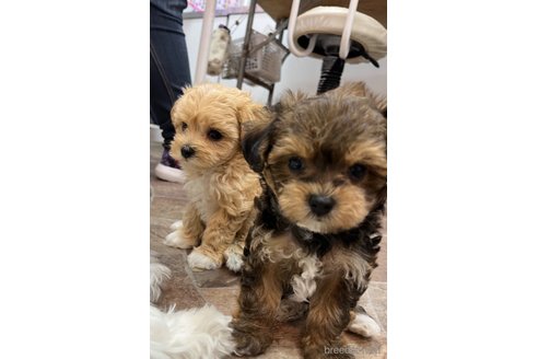 成約済の大阪府のミックス犬-326621の14枚目