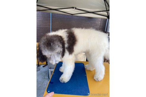 成約済の滋賀県のスタンダードプードル-297115の2枚目