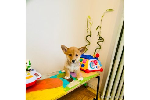 成約済の千葉県のミックス犬-324200の3枚目