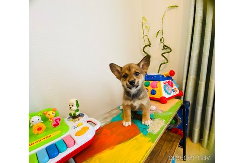 成約済の千葉県のミックス犬-324193の7枚目