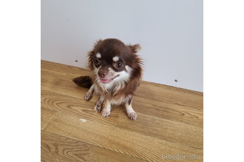 ズンダちゃん1枚目
