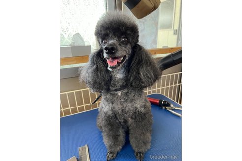 ディオちゃん1枚目