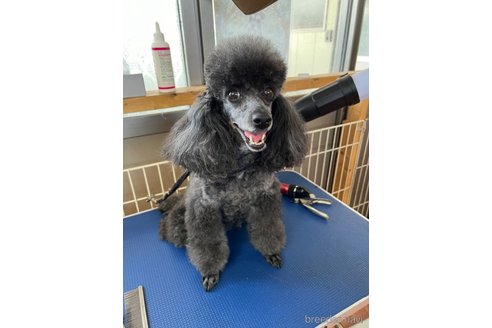 ディオちゃん1枚目
