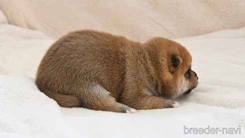 成約済の岡山県の豆柴-326674の2枚目