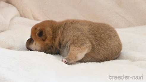 成約済の岡山県の豆柴-326674の3枚目