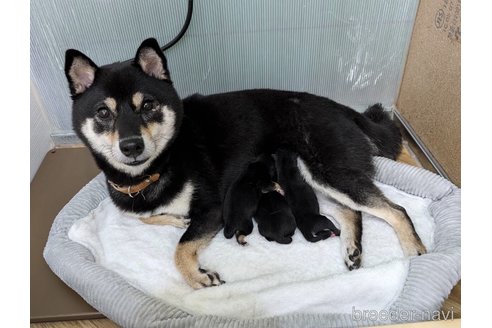 豆ちゃん1枚目