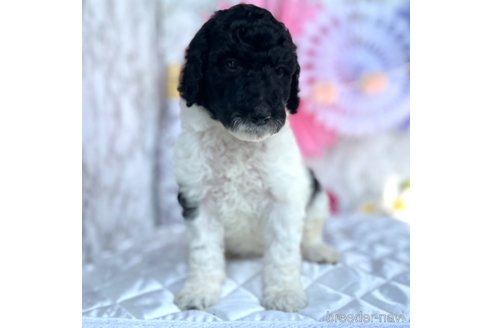 成約済の三重県のスタンダードプードル-326714の1枚目