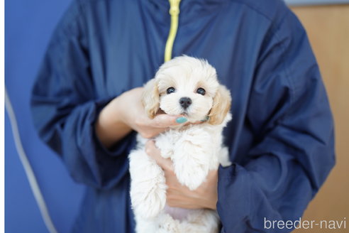 成約済の埼玉県のマルプー:マルチーズ×トイプードル-326718の4枚目
